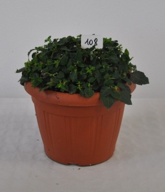 Lantana, Busch 30/70 cm camara - Wandelröschen PP-Nr.: IT-07-0526