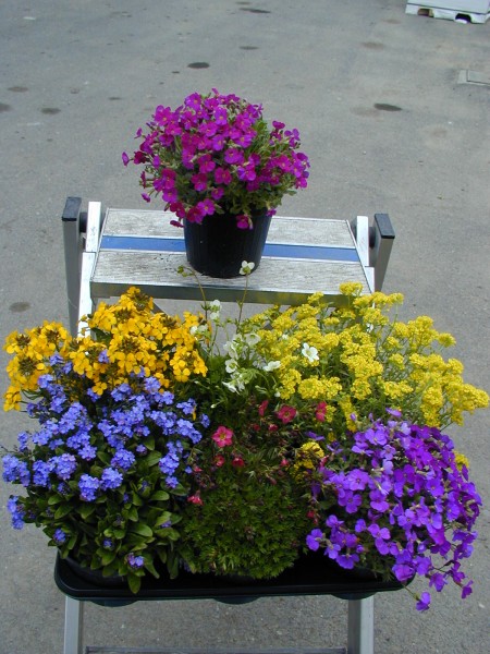 Steingartenmix, Busch 14/30 cm gemischte Staudenpflanzen PP-Nr.: IT-07-0526