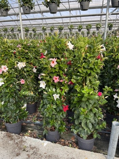 Dipladenia, Pyramide 21/110 cm tricolor PP-Nr.: IT-16BT0373