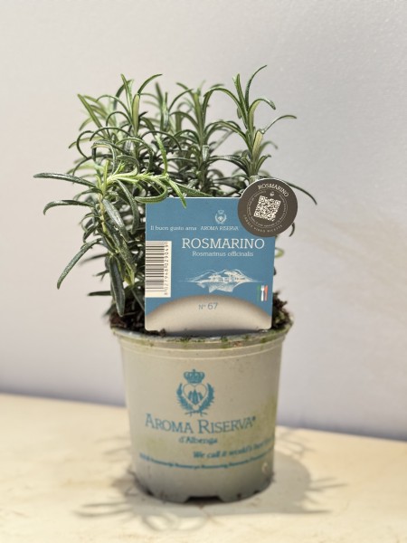 Rosmarien, Busch 9 cm "AROMA RISERVA"® PP-Nr.: IT-07-0248