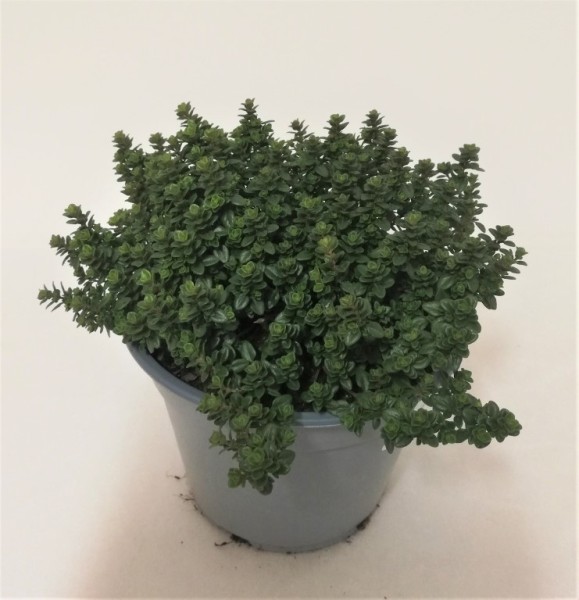 Thymian, Busch 14/20 cm Serpillum - Sandthymian Gewürze PP-Nr.: IT-07-0527