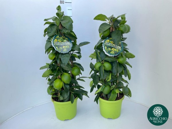 Citrus, Pyramide 19/65 cm aurantifolia green lime PP-Nr.: IT-16-0165