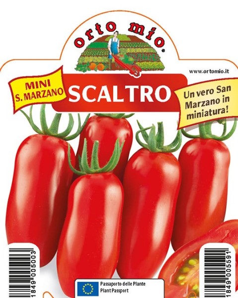 Tomaten, 10/20 cm Mini San Marzano, Sorte Scaltro (F1); resistent gegen TSWV-Virus PP-Nr.: IT-08