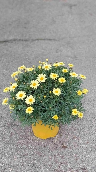 Margeriten, Busch 18/50 cm gelb PP-Nr.: IT-07-0526