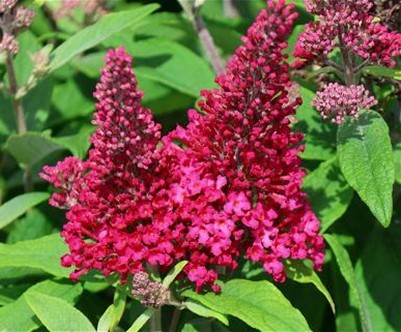 Buddleja, 19 cm Butterfly Candy PP-Nr.: DE-NI-115639