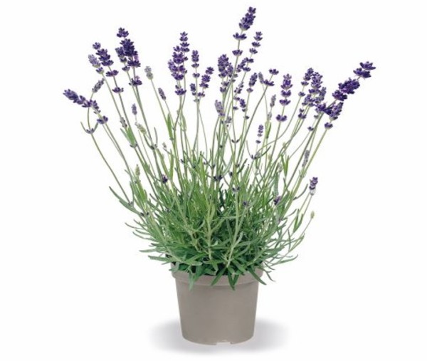 Lavandula, 17 cm angustifolia Phenomenal PP-Nr.: DE-NI-115639