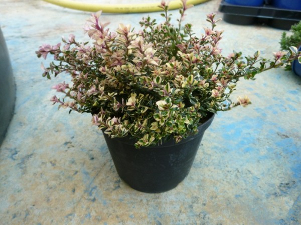 Thymian, Busch 14/20 cm "Foxley", panaschiert Gewürze PP-Nr.: IT-07-0526