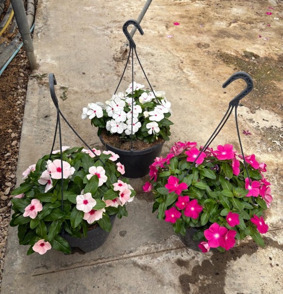 Catharantus, Ampel 27 cm roseus PP-Nr.: IT-16BT0373