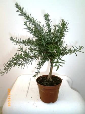 Rosmarin, Stamm 10/40 cm prostratus Gewürze PP-Nr.: IT-07-0526