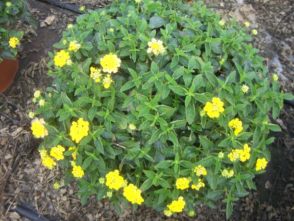 Lantana, Busch 35/80 cm camara - Wandelröschen PP-Nr.: IT-07-0526