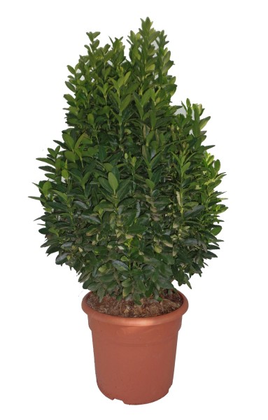 Euonymus, Busch 25/45 cm microphylla - grün PP-Nr.: ES-17-46/1519