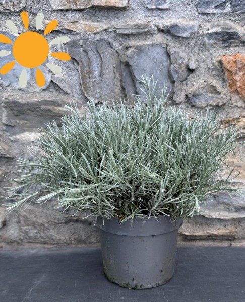 Helichrysum, Busch 18/40 cm italicum - "Currykraut" Gewürze PP-Nr.: IT-07-0526