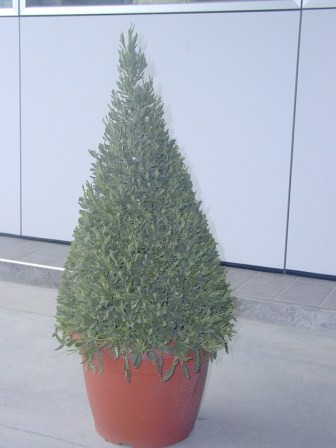 Lavendel, Pyramide 35/100 cm officinalis Gewürze PP-Nr.: IT-07-0526