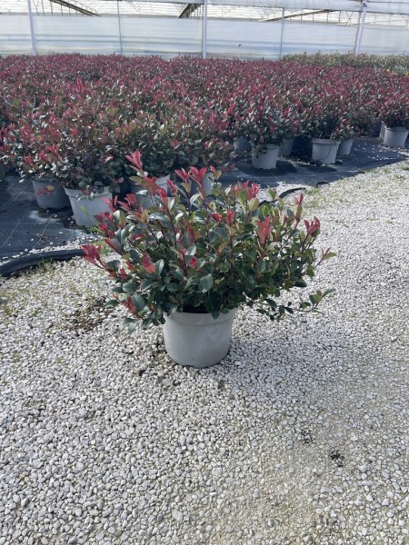 Photinia, Busch 26/55 cm Little Red Robin PP-Nr.: IT-16BT0373