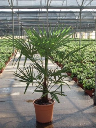 Chamaerops, Busch 28/95 cm excelsa (Trachycarpus fortuneii) PP-Nr.: IT-19-0066