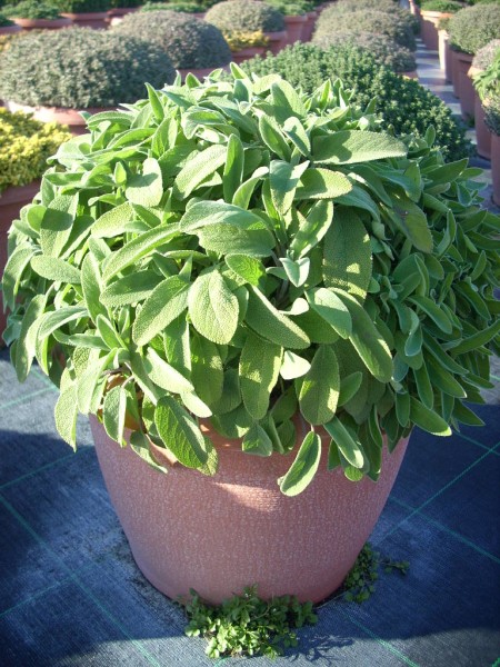 Salbei, Busch 35/70 cm Gewürze PP-Nr.: IT-07-0526