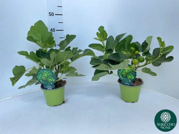 Ficus, Busch 14/35 cm Carica - echte Feige grüner Topf PP-Nr.: IT-16-0165