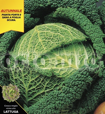 Wirsing, 6er Tasse cm Herbstwirsing, Sorte Mila (F1) PP-Nr.: IT-08-1868