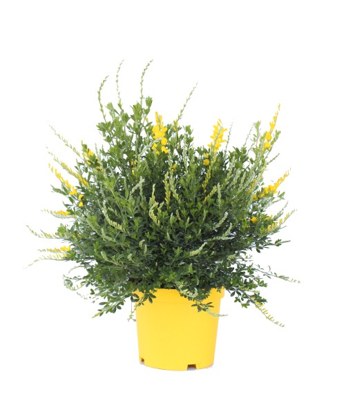 Cytisus, Busch 17/38 cm Maderensis PP-Nr.: ES 14 30 3185