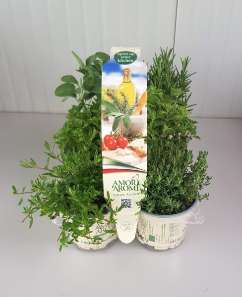 Gazania, Busch 18/50 cm Mittagsgoldblume PP-Nr.: IT-07-0526