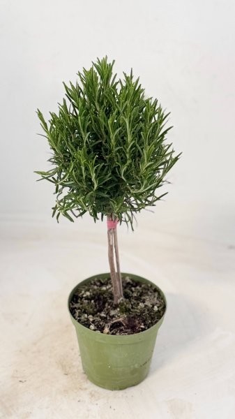 Rosmarin, Stamm 14/50 cm officinalis Gewürze PP-Nr.: IT-07-0526