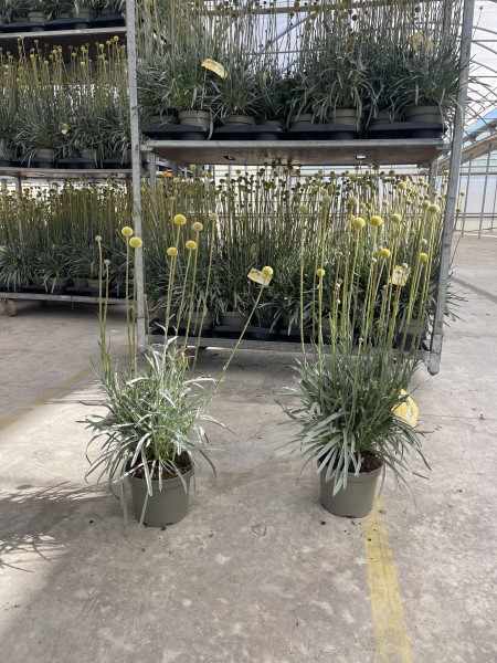 Craspedia globosa , Busch 17/60 cm 'Golf Beauty' PP-Nr.: IT-16BT0373