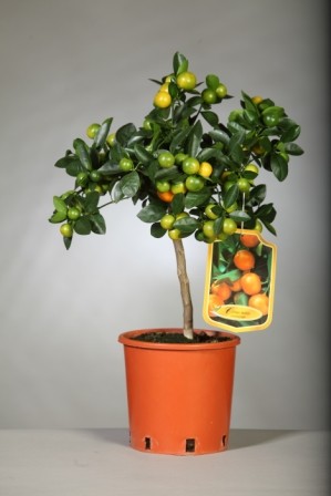Citrus, Mini-Stamm 17/50 cm Mitis - Calamondin PP-Nr.: IT-19-1627