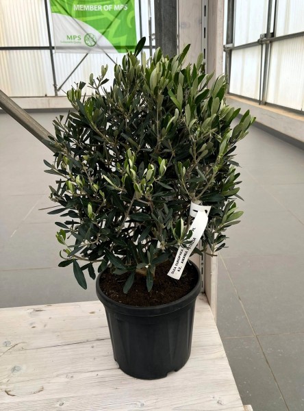 Oliven, Busch 24/60 cm Bunter Topf PP-Nr.: IT-19-0953