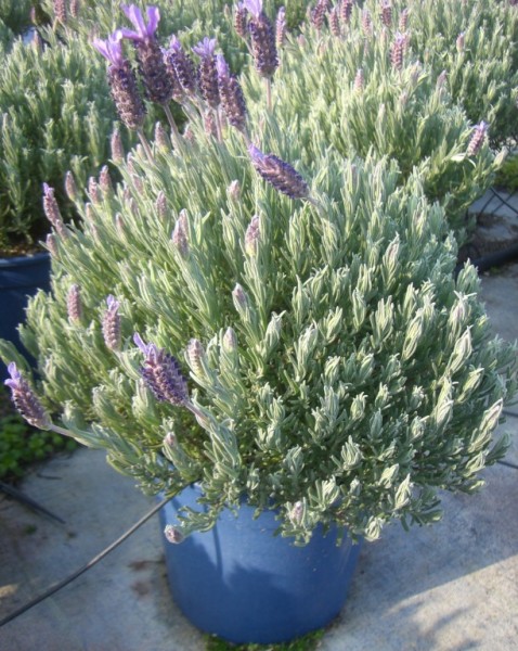Lavendel, Busch 35/70 cm Stoechas Gewürze PP-Nr.: IT-07-0526