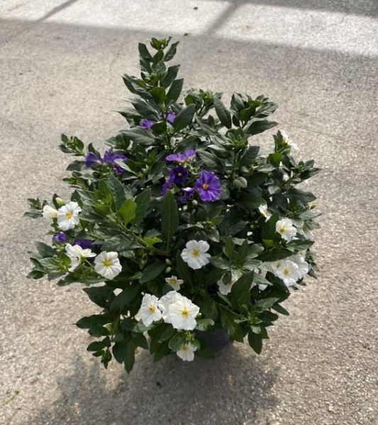Solanum, Busch 17/40 cm rantonnetii - blau/weiß PP-Nr.: IT-16BT0373