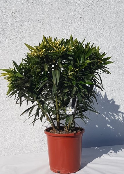 Nerium Oleander, Busch 25/90 cm Gemischte Farben PP-Nr.: ES -17-46/2054