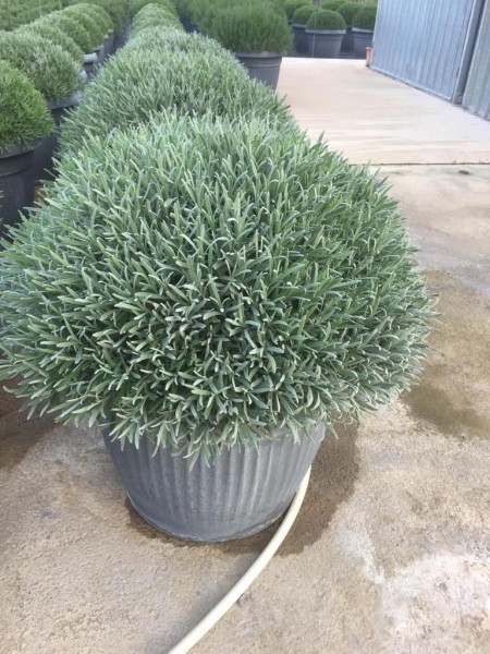 Lavendel, Busch 65/80 cm officinalis Gewürze PP-Nr.: IT-07-0526