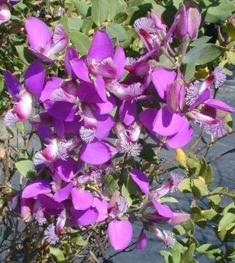 Polygala, Busch 35/70 cm myrtifolia - Kreuzblume PP-Nr.: IT-07-0526