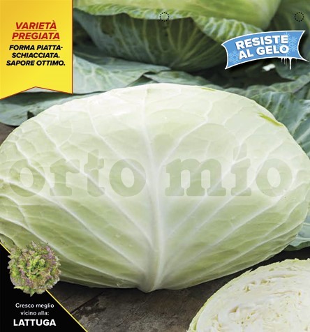 Kraut, 6er Tasse cm Beilagen-Kraut, Sorte Green Lunar (F1) PP-Nr.: IT-08-1868