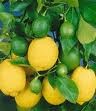 Citrus, Mini-Stamm 15/40 cm Limon - Zitrone PP-Nr.: IT-19-1627