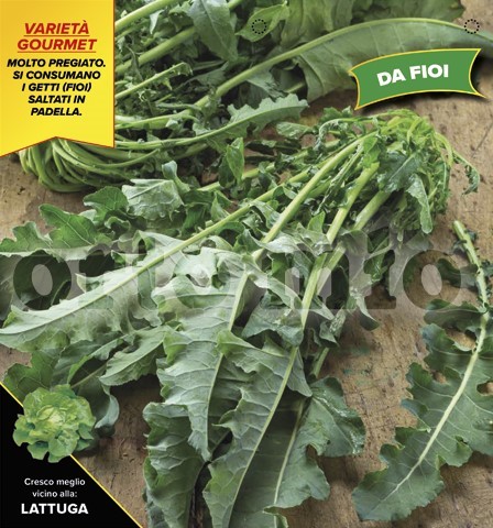 Brokkoli, 6er Tasse cm blättriger Broccoli "Fiolaro di creazzo" PP-Nr.: IT-08-1868