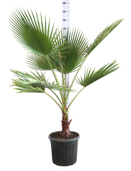 Washingtonia, Busch 33/155 cm PP-Nr.: IT-19-0066