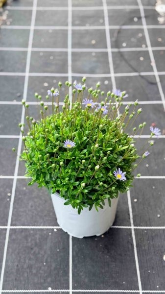 Felicia, Busch 18/50 cm amelloides - Kapaster PP-Nr.: IT-07-0526