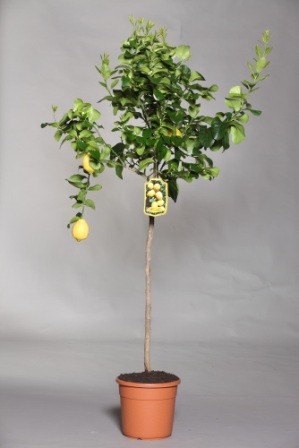Citrus, Stamm 28/130 cm Medica - Zitronatszitrone PP-Nr.: IT-19-1880
