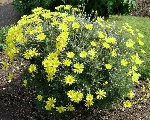 Euryops, Busch 18/50 cm pectinatus - Strauchmargerite PP-Nr.: IT-07-0526