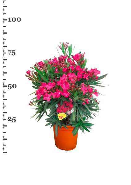 Nerium, Busch 22/70 cm Oleander, gemischte Farben PP-Nr.: IT-19-0867