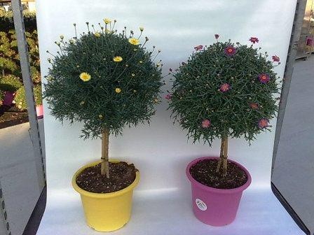 Margeriten, Stamm 18/80 cm rot PP-Nr.: IT-07-0526