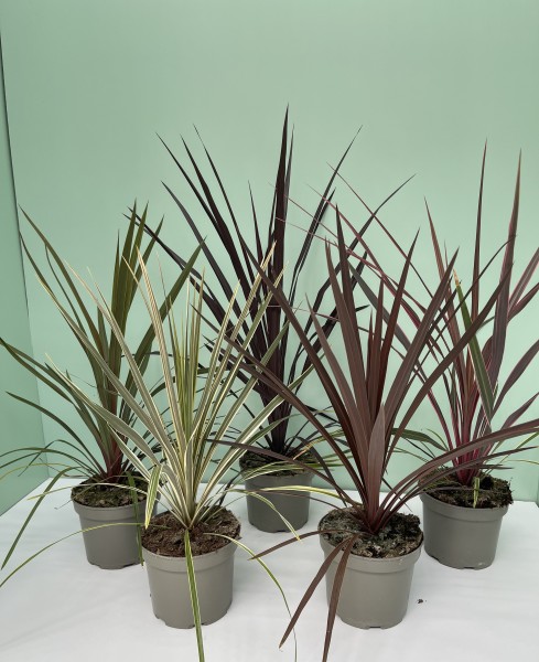 Cordyline, 17 cm australis PP-Nr.: IT-16BT0373