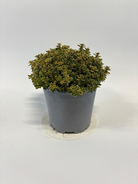 Thymian, Busch 14/20 cm citriodorus "Aureus" Gewürze PP-Nr.: IT-07-0526