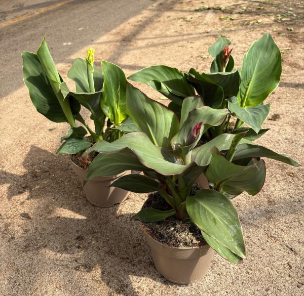 Canna, 17 cm Cannova PP-Nr.: IT-16BT0373