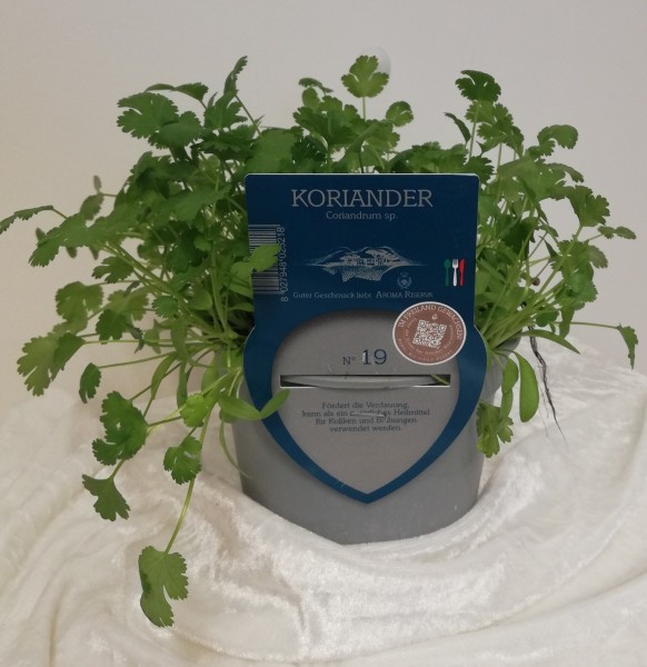Koriander , Busch 13/20 cm "AROMA RISERVA"® mit DEKO-Stecketikett PP-Nr.: IT-07-0248