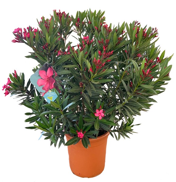 Nerium, Busch 33/110 cm Oleander, gemischte Farben PP-Nr.: IT-19-0867