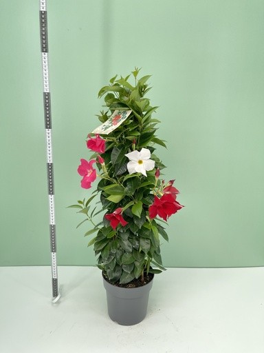Dipladenia, Pyramide 17/75 cm tricolor PP-Nr.: IT-16BT0373