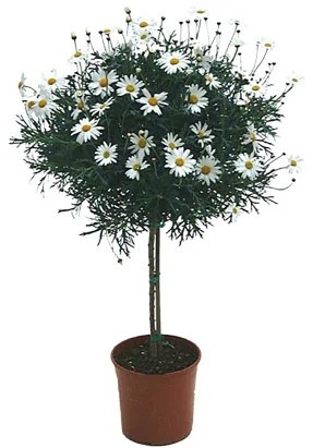 Margeriten, Stamm 14/60 cm weiß PP-Nr.: IT-07-0526