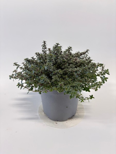 Thymian, Busch 14/20 cm "Silber Queen" Gewürze PP-Nr.: IT-07-0526